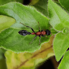 Tetraponera rufonigra