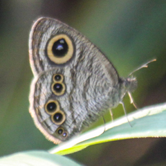 Ypthima baldus baldus