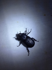 Hemiphileurus illatus