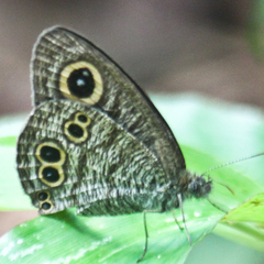 Ypthima baldus baldus