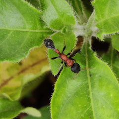Tetraponera rufonigra
