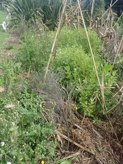 Haloragis erecta erecta