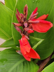 Canna indica