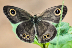 Ypthima baldus baldus