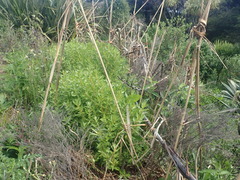 Haloragis erecta erecta