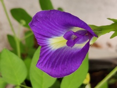 Clitoria ternatea
