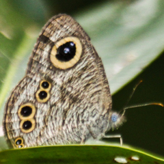 Ypthima baldus baldus