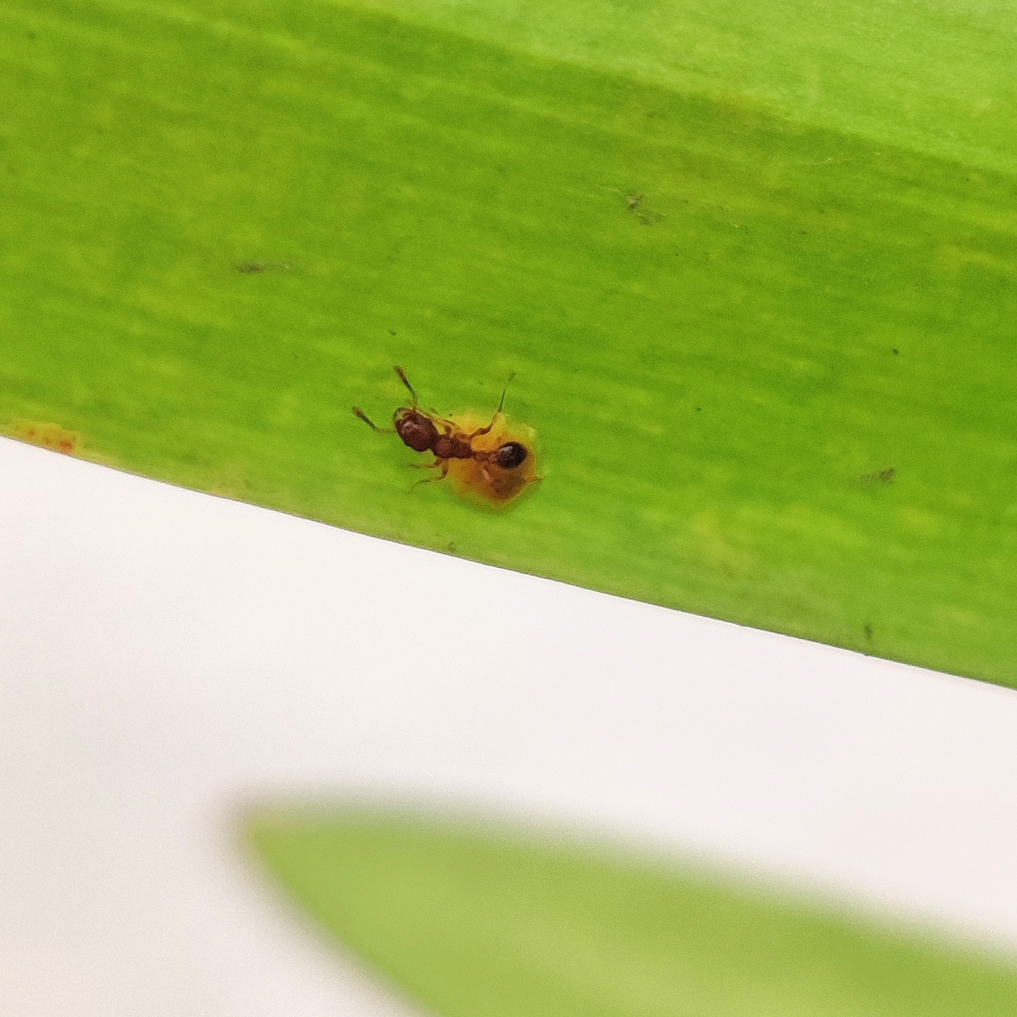 Tetramorium