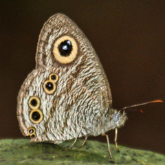 Ypthima baldus baldus