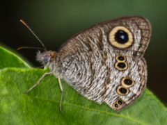 Ypthima baldus baldus