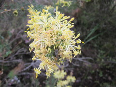 Petrophile serruriae