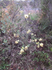 Petrophile serruriae