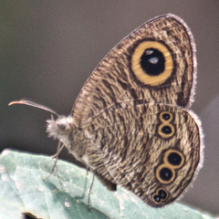 Ypthima baldus baldus