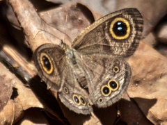 Ypthima baldus baldus