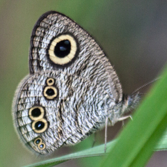 Ypthima baldus baldus