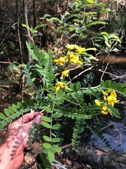 Sophora fraseri