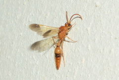 Tricholabiodes