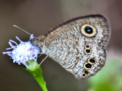 Ypthima baldus baldus