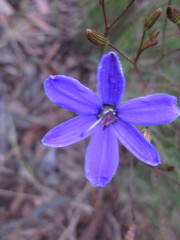 Agrostocrinum hirsutum