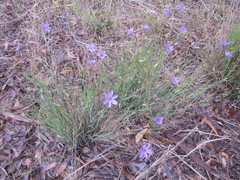 Agrostocrinum hirsutum