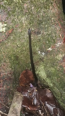 Natriciteres sylvatica