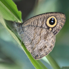 Ypthima baldus baldus