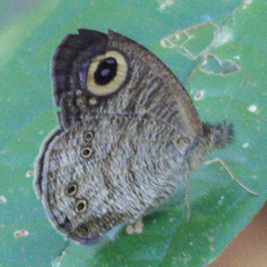 Ypthima baldus baldus