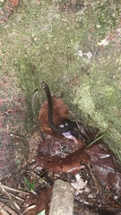 Natriciteres sylvatica