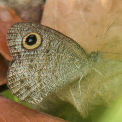 Ypthima baldus baldus