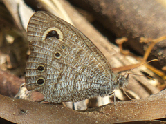 Ypthima baldus baldus