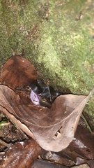 Natriciteres sylvatica