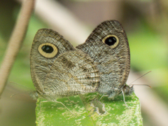 Ypthima baldus baldus