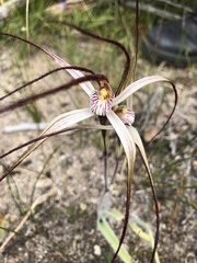 Caladenia polychroma