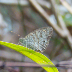 Ypthima baldus baldus