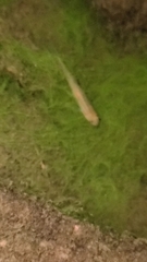 Cyprinus rubrofuscus