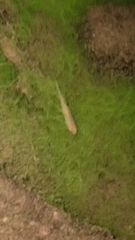 Cyprinus rubrofuscus