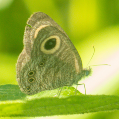 Ypthima baldus baldus