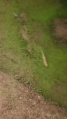 Cyprinus rubrofuscus