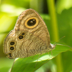 Ypthima baldus baldus