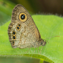 Ypthima baldus baldus