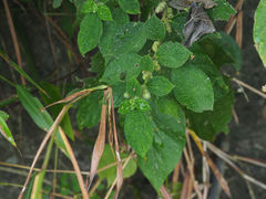 Boehmeria pilosiuscula