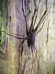 Pachyrhamma acanthocerum