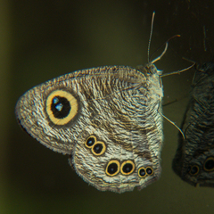 Ypthima baldus baldus