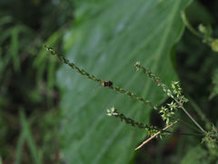 Cletomorpha simulans