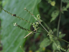 Achyranthes bidentata