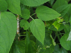 Clerodendrum trichotomum