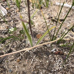 Caladenia polychroma