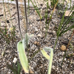 Caladenia polychroma