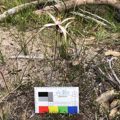 Caladenia polychroma