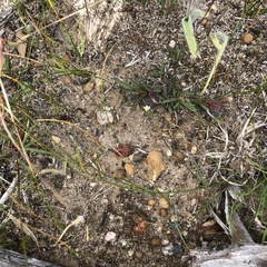 Caladenia polychroma